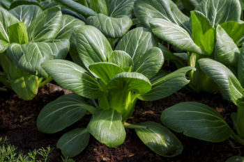 pak-choi-saison