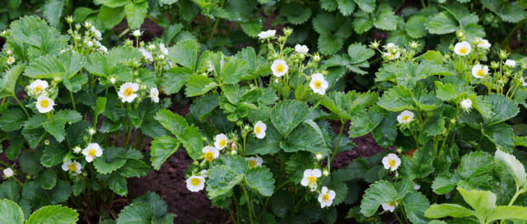 Physalis ausgeizen So Sie für Früchtereichtum und