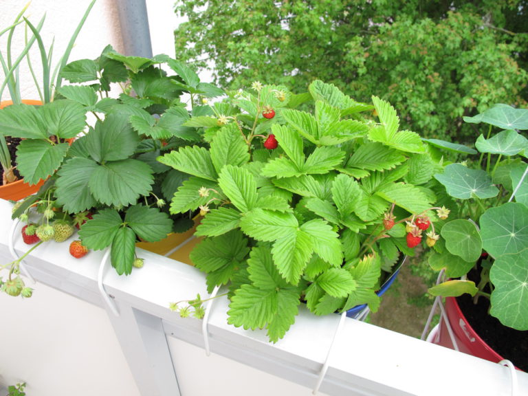 Erdbeeren bestäuben So garantieren Sie reiche Ernte