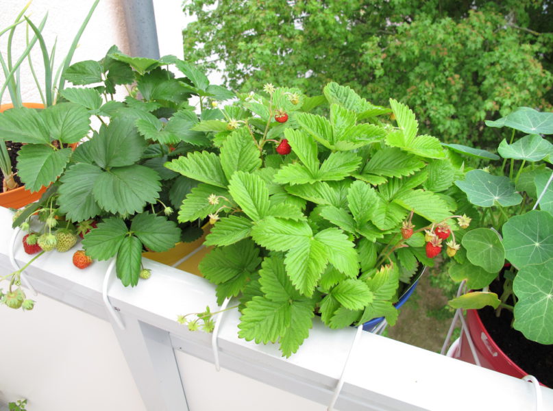 Erdbeeren im Hochbeet - So kultivieren Sie die Pflanze richtig