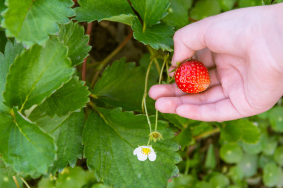 Wann werden Erdbeeren gepflanzt Den besten Zeitpunkt finden