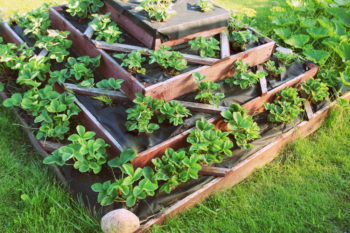 erdbeeren-im-hochbeet