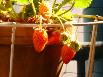 erdbeeren-im-topf