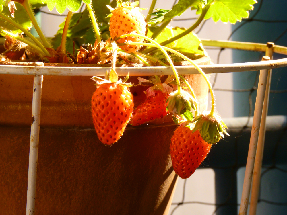 erdbeeren-im-topf