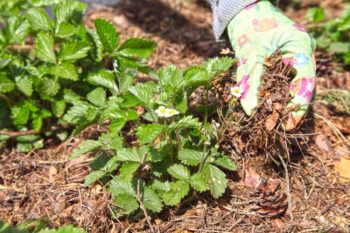 Erdbeeren Mulchen Vorteile Vorgehen Und Mehr