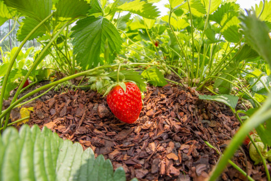 Wann werden Erdbeeren gepflanzt - Den besten Zeitpunkt finden