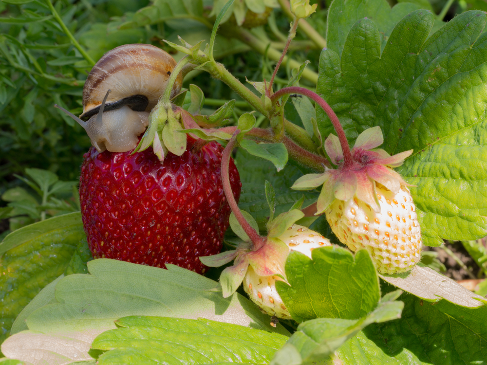 erdbeeren-schaedlinge