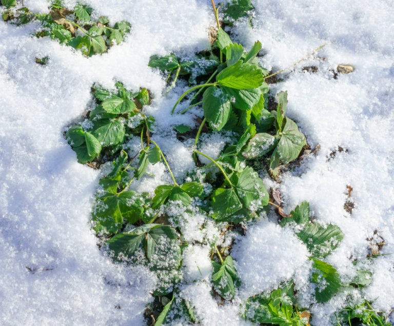Erdbeeren überwintern » So kommen die Pflanzen sicher durch die Kälte
