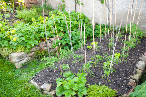 Erdbeeren und Tomaten zusammen pflanzen Vertragen sie sich?