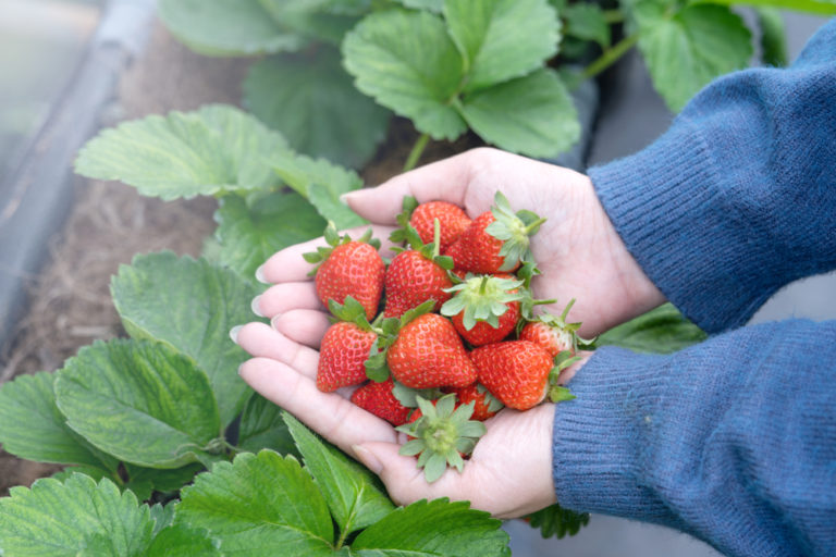 Wann werden Erdbeeren gepflanzt Den besten Zeitpunkt finden