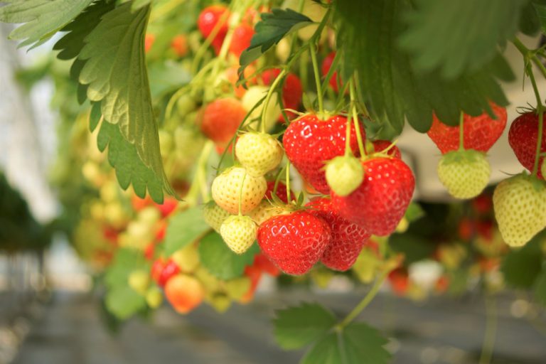 Erdbeeren - Welcher Herkunft stammen die Pflanzen ab?