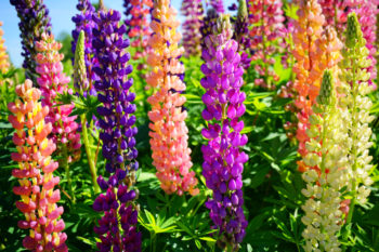 lupine-bluetezeit