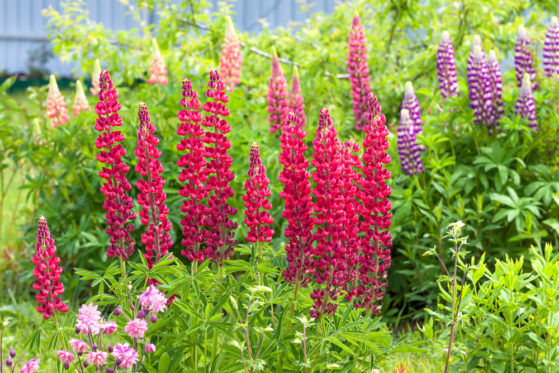 Lupinen vermehren So ziehen Sie neue Pflanzen