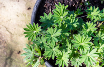 lupine-im-topf