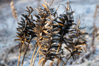 lupine-mehrjaehrig