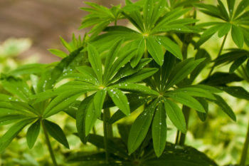 lupine-staude