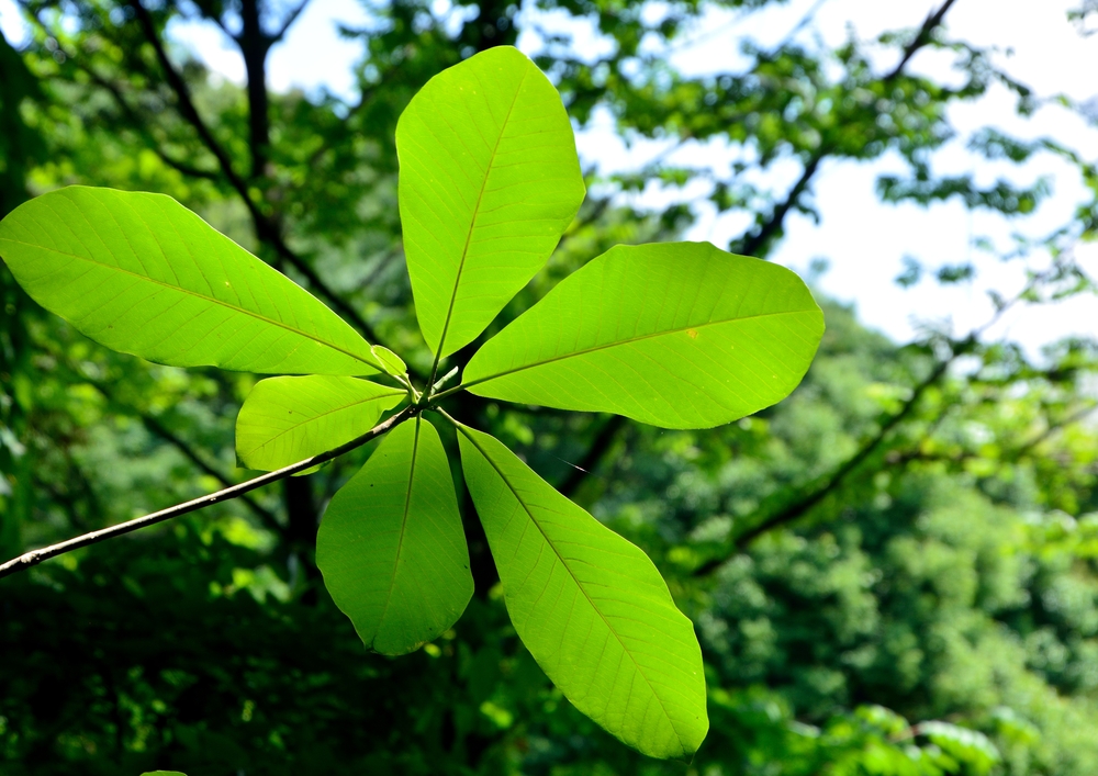 magnolie-ableger