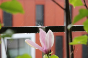 magnolie-balkon