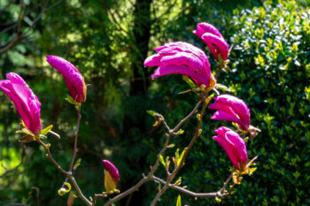 magnolie-blueht-im-august