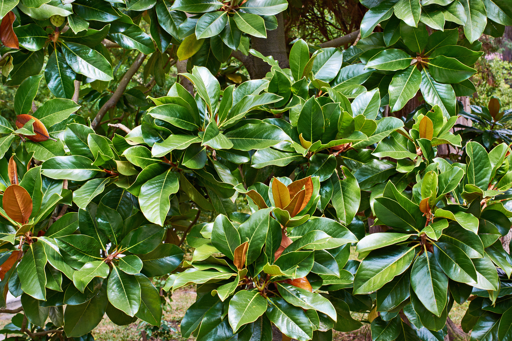 magnolie-blueht-nicht