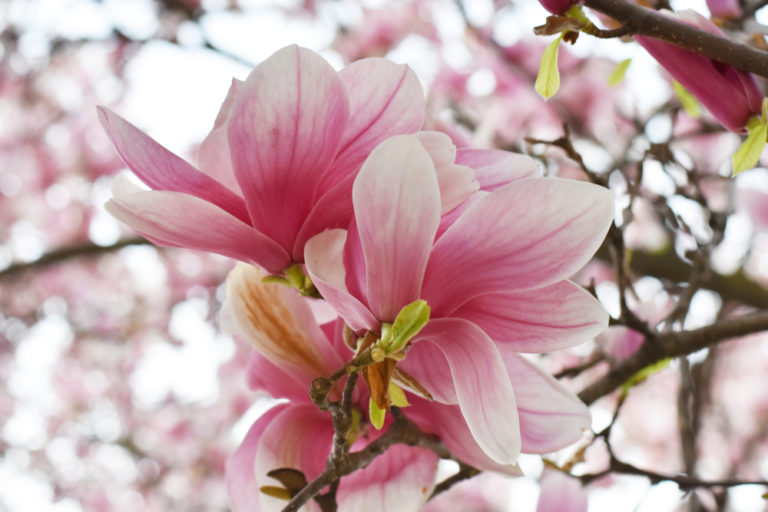 Magnolie für kleine Gärten Diese Sorten sind kleinwüchsig