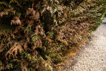thuja-krankheiten