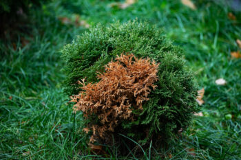 thuja-wird-braun