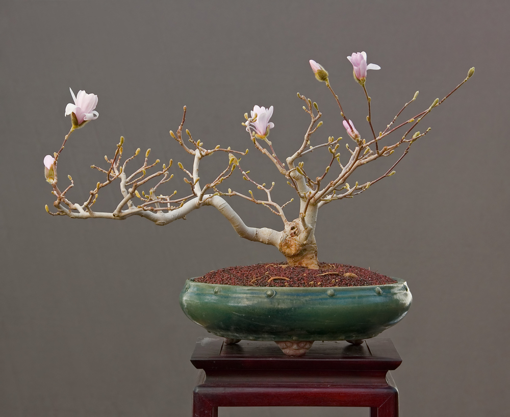 magnolie-bonsai