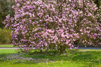 magnolie-erde