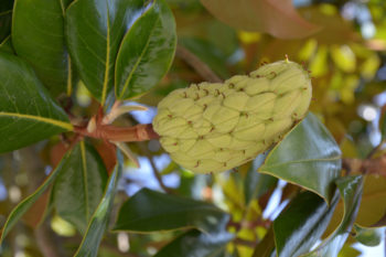 magnolie-frucht