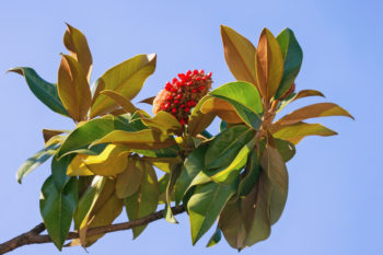 magnolie-frucht-essbar