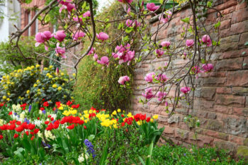 magnolie-garten