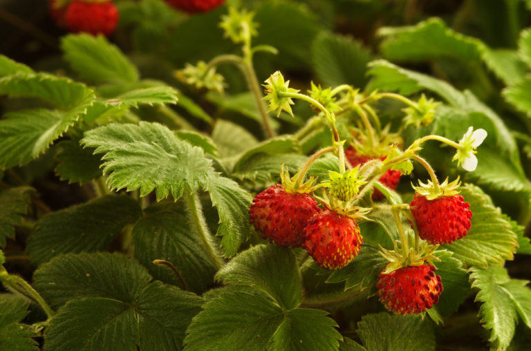 Walderdbeeren - Alle Infos vom Anbau bis zur Ernte