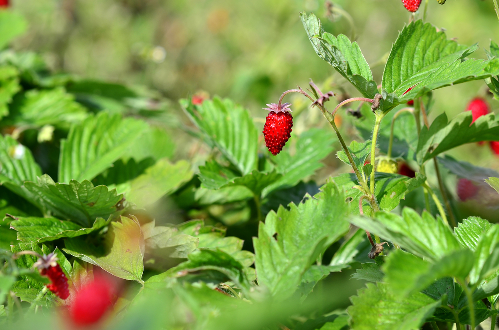 Walderdbeeren pflanzen - Vom Auspflanzen bis zur Ernte