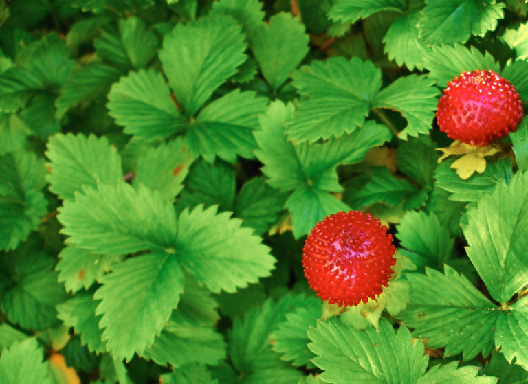 Walderdbeeren - Den besten Standort für die wilden Früchtchen finden