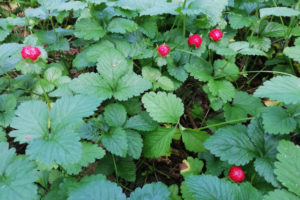 Diese Ansprüche stellen Walderdbeeren an ihren Standort