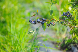 Kulturheidelbeeren düngen Wann und womit?