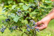 Kulturheidelbeeren düngen Wann und womit?