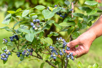 Kulturheidelbeeren düngen Wann und womit?
