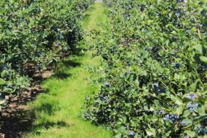31+ Heidelbeeren Pflanzen Abstand, Der windgeschützte standort ist