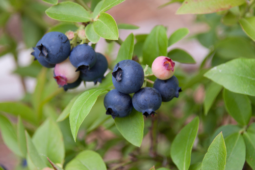 Heidelbeeren Die leckersten Sorten der Blaubeere
