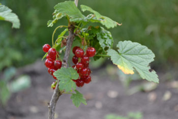 johannisbeeren-anbau
