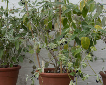 34+ Johannisbeeren Im Topf Pflanzen, Johannisbeeren sind köstliche