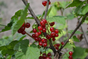 johannisbeeren-standort