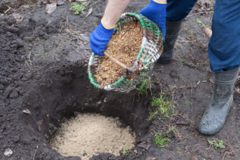 Kulturheidelbeeren Dungen Wann Und Womit