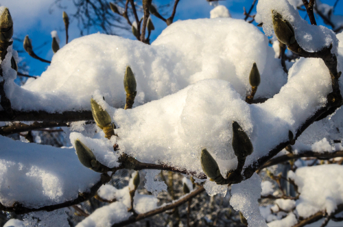 magnolie-im-winter