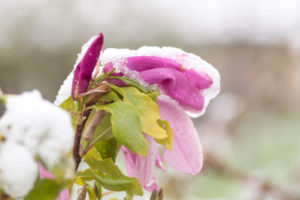 So kommt Ihre Magnolie gut durch den Winter