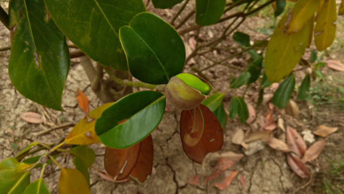 magnolie-verliert-blaetter