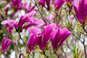 Welche Arten der Magnolie sind winterhart?
