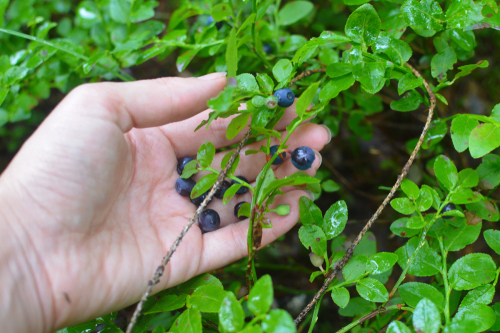waldheidelbeeren-erntezeit
